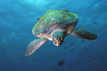 5 Day Scuba Dive Package with Aquanauts Grenada