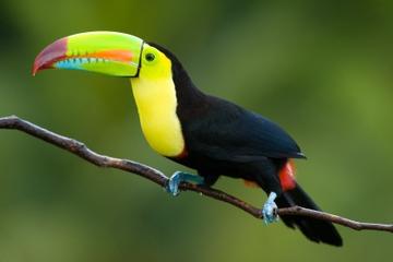 Roatan Shore Excursion: West Island Tour