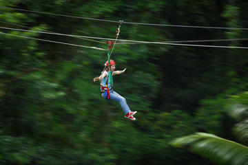 Daintree Rainforest Zipline and Wildlife Habitat Day Trip