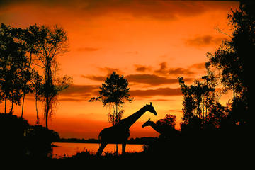 Singapore Zoo Night Safari Tour with Japanese Guide (optional Buffet Dinner)
