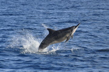 Dolphins encounter and BBQ on Benitiers Island