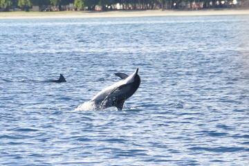 Dolphins encounter and whale watching