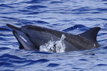 Dolphins encounter- exclusivity
