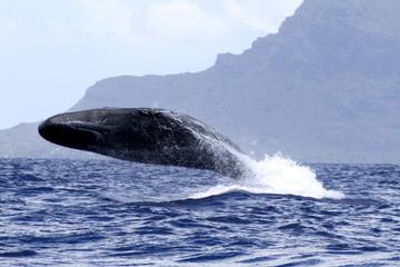 Whale watching