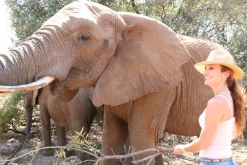 Lesedi Cultural Village Elephant Experience from Johannesburg