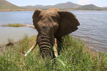 Pilanesberg Nature Reserve & Lion & Safari Park