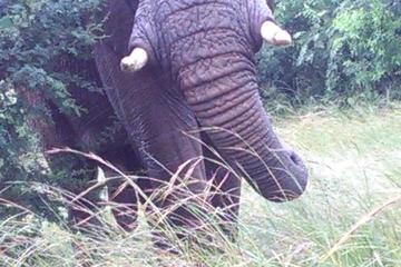 3 DAYS KRUGER NATIONAL PARK
