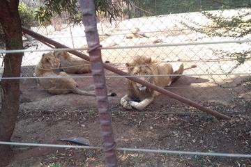 LION PARK DAY TOUR