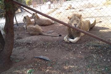 Pillanisburg SAFARI and lion Park Day Tour