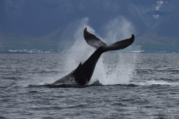 Croisière d'observation des baleines au départ de Reykjavik