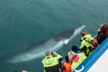 Croisière en bord de mer à Reykjavik : croisière d'observation des...