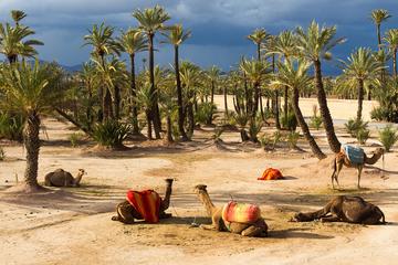 Camel Ride In Marrakech including Hotel-Pick up and Drop-off