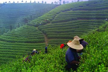 Experience Chengdu: Private Tea-Making Tour of Mengdingshan Tea Plantation