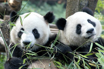 Half-Day Chengdu Panda Breeding Center Tour with Optional Baby Panda Holding