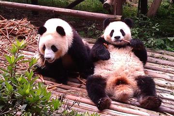 Private Tour: Chengdu Panda Base and Leshan Grand Buddha