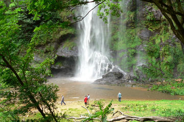 Wli Falls and Tafi Atome Monkey Sanctuary Tour