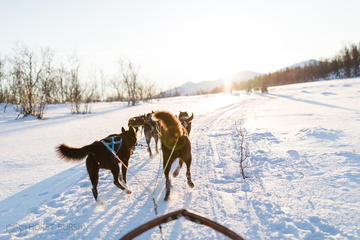 Dog Sledding in the Arctic