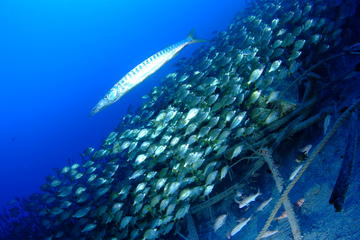 Day trip for certified divers with two dives