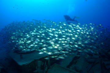 Open Water Diver Course