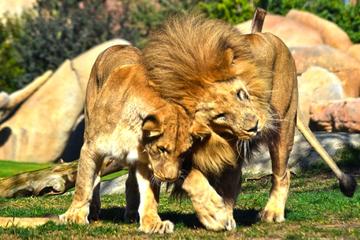 Bioparc Valencia Admission Ticket