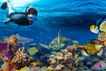 Snorkeling in Cancun