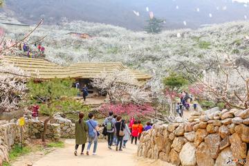 2 Festivals Gwangyang Maehwa (Plum Blossom) & Gurye Sansuyu in 1 day from Seoul