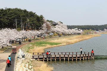Day trip to Gangneung Cherry Blossom with Mt Seorak from Seoul