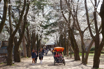 Day Trip to Nami Island and Everland from Seoul