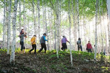 Full-Day Wondae-ri Birch Forest and Nami Island Hike from Seoul