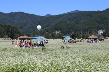 Hyoseok Cultural Festival with Woljeongsa Temple Tour from Seoul