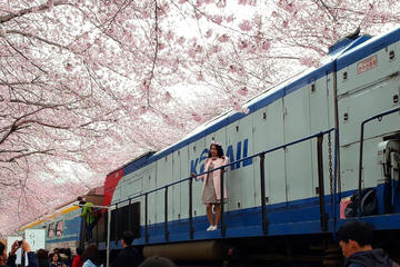 Jinhae Cherry Blossom Festival 1 Day Tour from Seoul