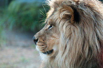 Oregon Zoo Hotspots Photo Tour