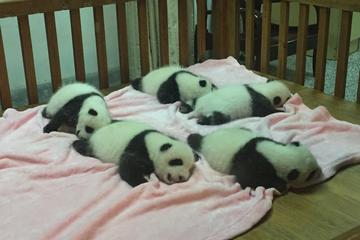 2-Day Xian Terracotta Army and Chengdu Pandas Private Tour