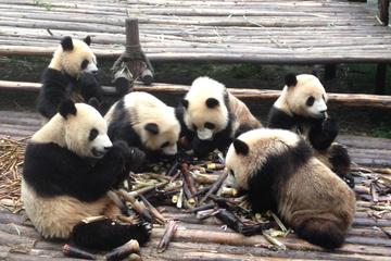Private 2-Day Chengdu: Giant Pandas and Xi'an Terracotta Warriors