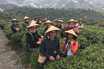 Yangshuo Private day tour to Seven Fairies Peak tea plantation and Xianggong hill