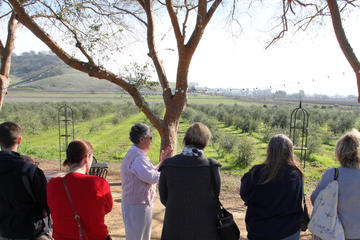 Guided Olive Mill Tour and Olive Oil Tasting with Food Pairings