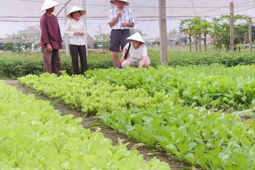 Tra Que Vegetable Village Half day (Private)