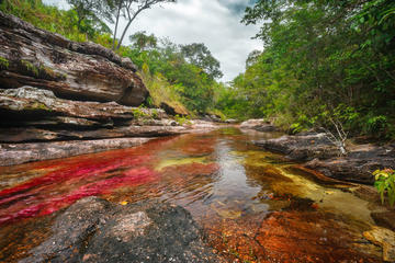 3-Day Tour to Caño Cristales from Bogotá