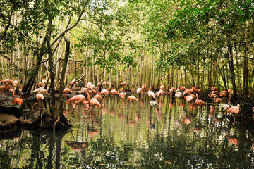 Aviary trip from Cartagena