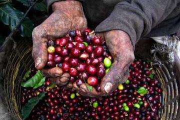 Colombian Coffee Tour from Bogotá