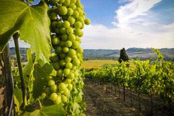 Vinho Verde Day Trip from Porto with Wine Tasting and Lunch