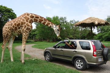 2-Day Tour: Auto Safari Chapín Zoo and Monterrico Black Sand Beach from Guatemala City or Antigua
