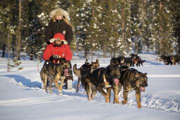 Husky Sled Drive and Ride Combo Tour from Kiruna