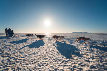 1-Hour Small-Group South Iceland Dog Sled-Ride