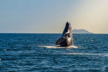 San Diego Half-Day Marine Wildlife Tour with Lunch
