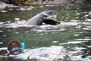 Kangaroo Island Ocean Safari - Snorkeling Safari