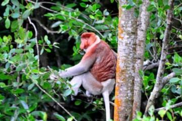 Full Brunei Experience - City Excursion - Water Village and Mangrove Safari