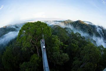 Sumbiling Temburong Canopy Walk Daytrip
