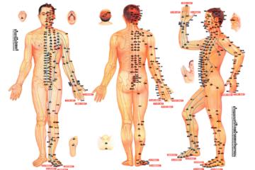 One-Hour Traditional Chinese Medicine Workshop