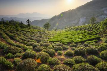 Private Hangzhou Tea Plantation Tour